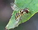 Allograpta exotica