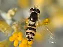 Allograpta exotica - photo 2
