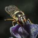 Allograpta exotica - photo 3