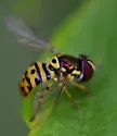 Allograpta radiata