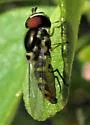 Allograpta radiata - photo 2