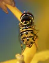 Allograpta radiata - photo 3
