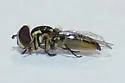 Allograpta radiata - photo 4