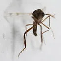 Allohelea johannseni