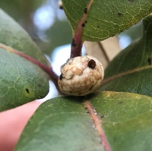 live oak kermes