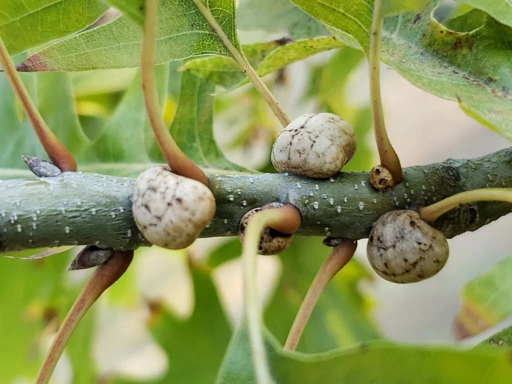 Pin Oak Kermes - photo 2