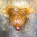 Allomengea dentisetis - photo 4