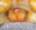 Allomengea dentisetis - photo 5