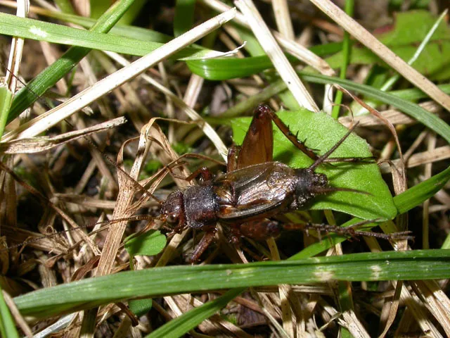 Allard’s Ground Cricket - photo 2