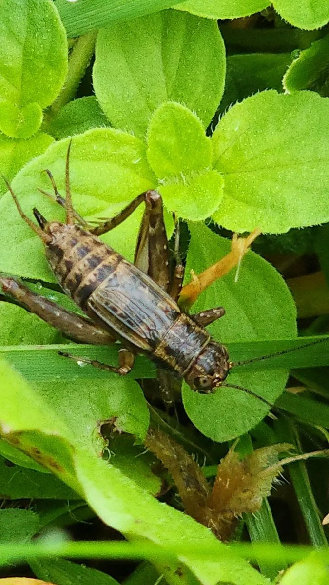 Striped Ground Cricket