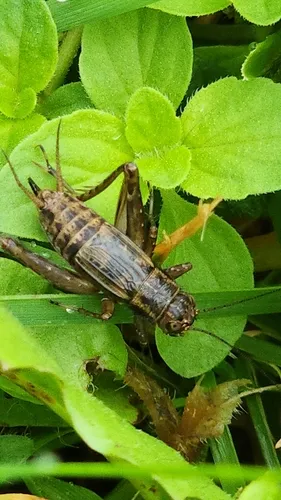 Striped Ground Cricket - photo 2