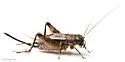 Gray Ground Cricket