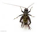 Gray Ground Cricket - photo 2