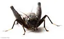 Gray Ground Cricket - photo 3