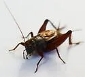Gray Ground Cricket - photo 4
