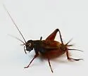 Gray Ground Cricket - photo 5