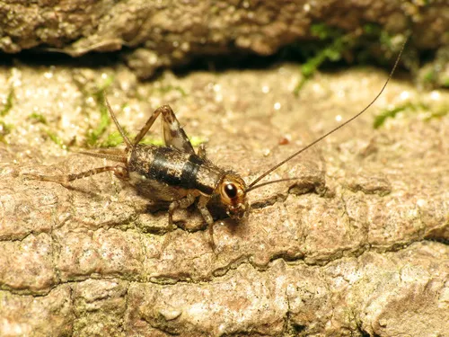 Spotted Ground Cricket