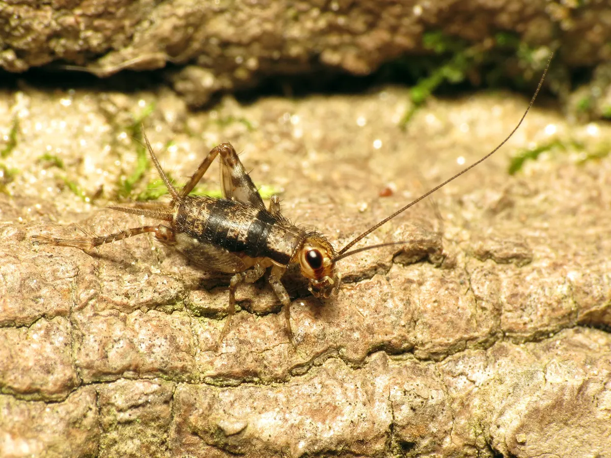 Spotted Ground Cricket - photo 2