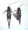 Southern Ground Cricket