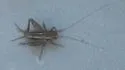 Southern Ground Cricket - photo 2