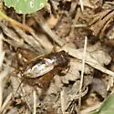 Southern Ground Cricket - photo 3
