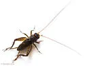 Southern Ground Cricket - photo 4