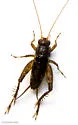 Southern Ground Cricket - photo 5