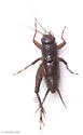 salt-marsh ground cricket