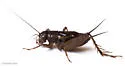 salt-marsh ground cricket - photo 2