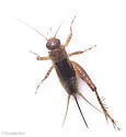 salt-marsh ground cricket - photo 3