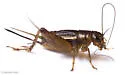 salt-marsh ground cricket - photo 4
