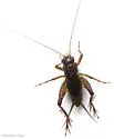 salt-marsh ground cricket - photo 5