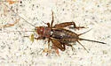 Tinkling Ground Cricket