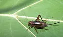 Tinkling Ground Cricket - photo 2