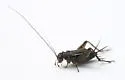 Tinkling Ground Cricket - photo 3