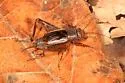 Tinkling Ground Cricket - photo 4
