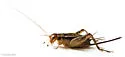Tinkling Ground Cricket - photo 5