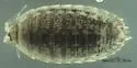 Alloniscus mirabilis - photo 2