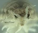 Alloniscus mirabilis - photo 4