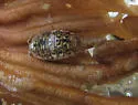 Alloniscus perconvexus