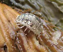 Alloniscus perconvexus - photo 2