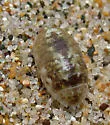Alloniscus perconvexus - photo 3