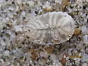 Alloniscus perconvexus - photo 4