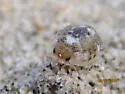 Alloniscus perconvexus - photo 5