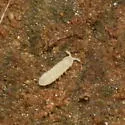 Allonychiurus flavescens