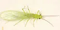 Alloperla concolor - photo 2