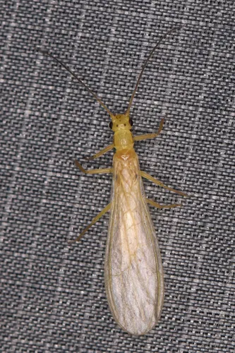 Pacific Coast Sallfly