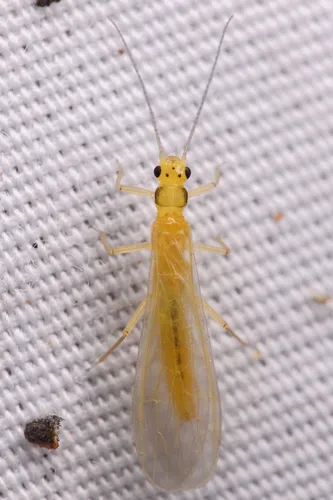 Cascades Sallfly