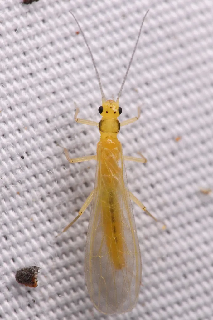 Cascades Sallfly - photo 2