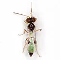 Allophrys divaricata - photo 2